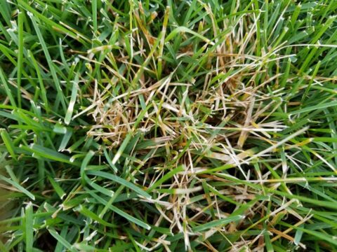 4 common turf problems you need to be aware of | GreenAce Lawn Care, Inc