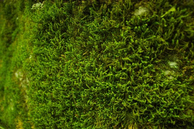 How To Grow And Maintain Carpet Moss In Your Garden (2023)