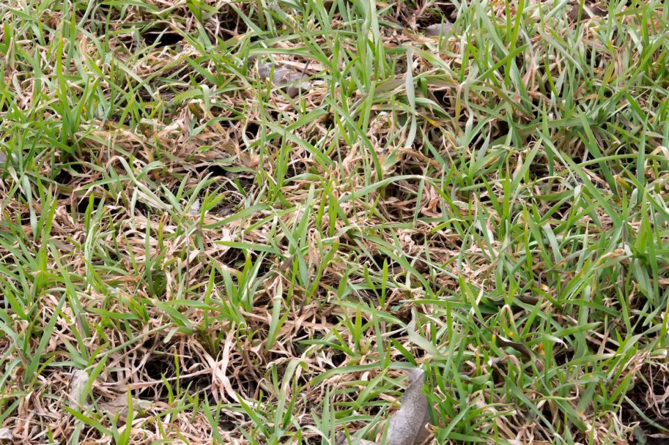 How can I manage red thread in my lawn? | GreenAce Lawn Care, Inc